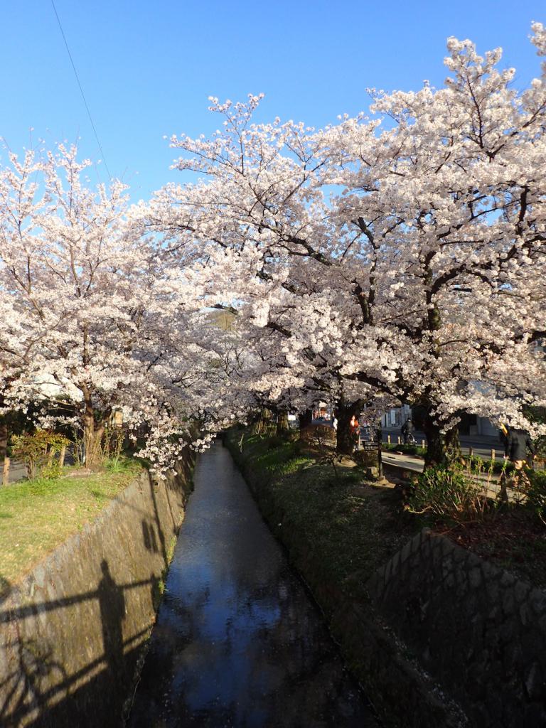 桜並木