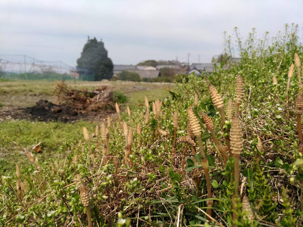 つくしの生える風景