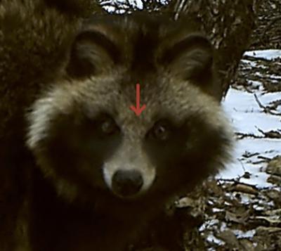 タヌキの顔
