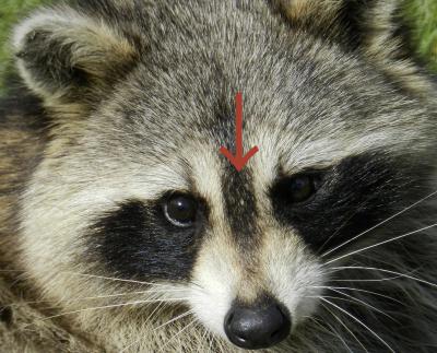 アライグマ顔答え