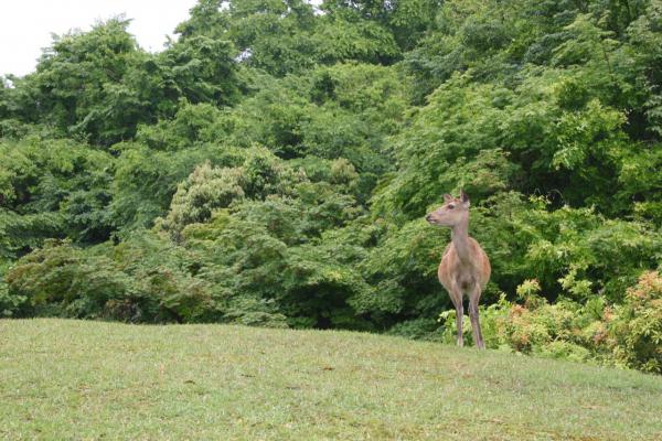 奈良公園のシカ