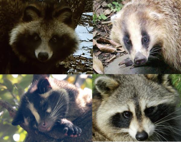動物の顔