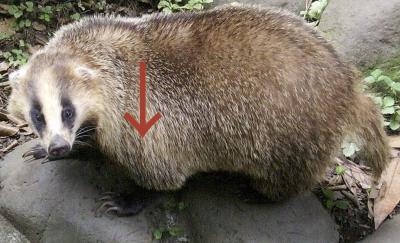 アナグマ胴答え
