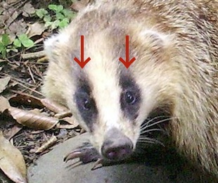 アナグマ顔答え
