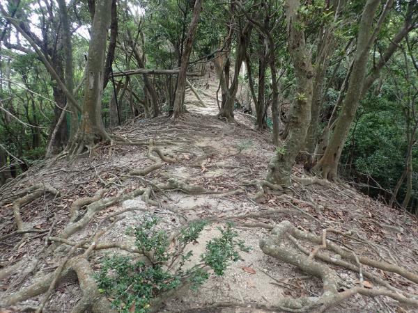 屋久島の森林