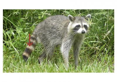 アライグマ胴答え