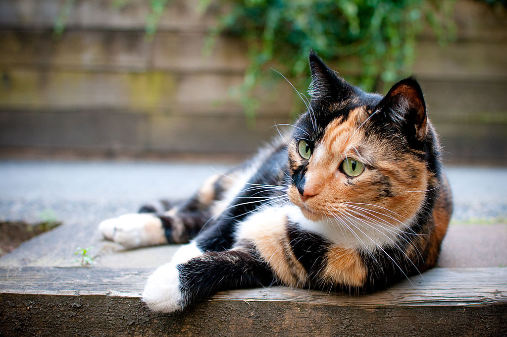 三毛猫