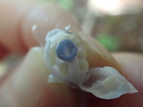 ギンリョウソウの花の中
