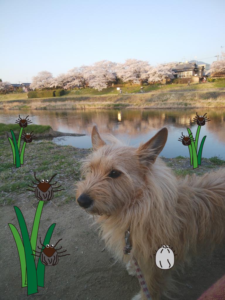 草の上でまつダニ