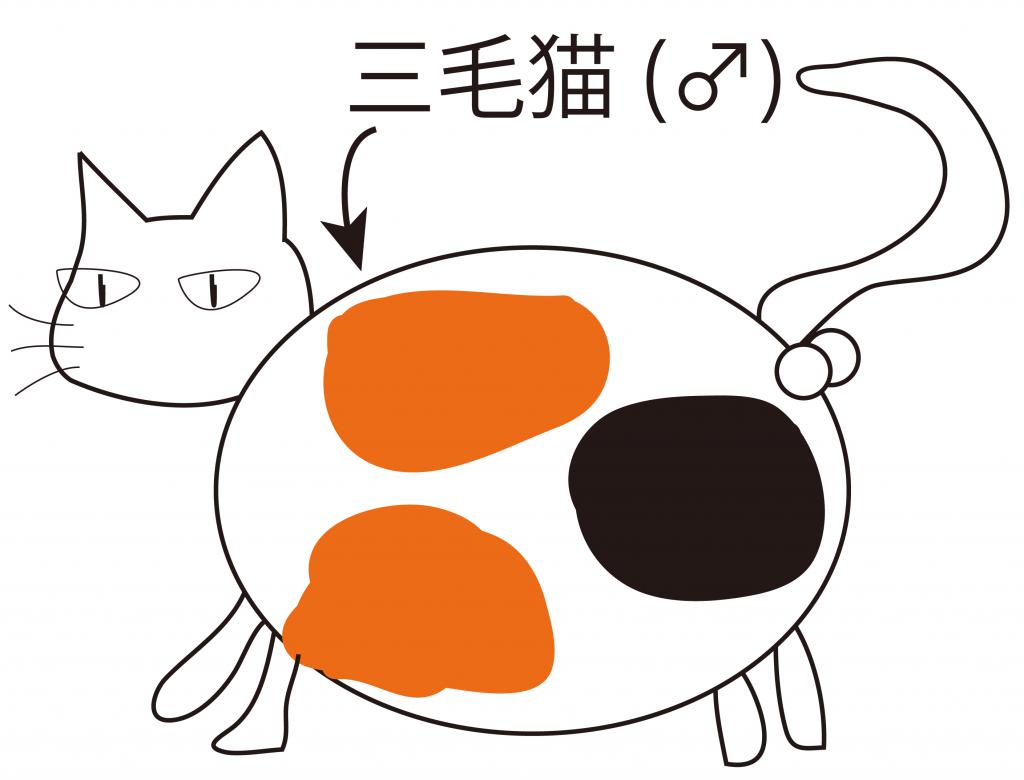 三毛猫の遺伝子