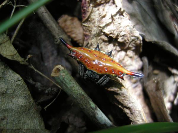 カニグモの一種