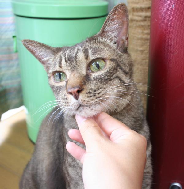 トラ猫
