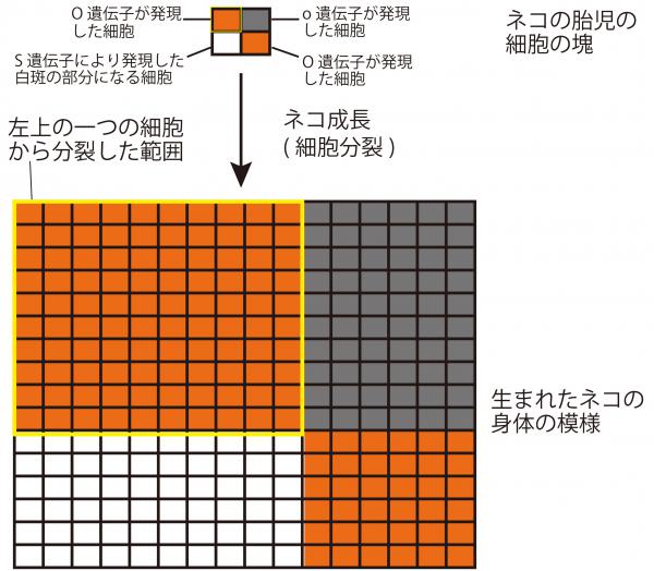 細胞分裂するネコ