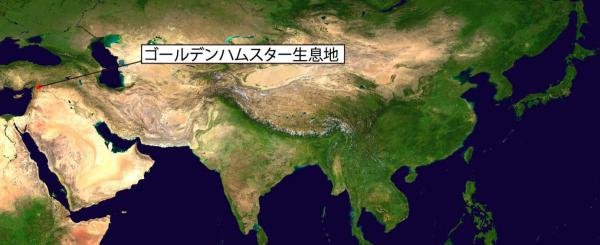 ゴールデンハムスター生息地