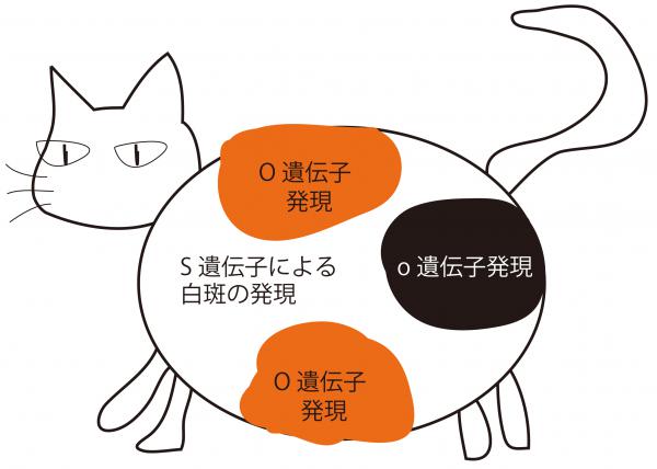三毛猫の遺伝子