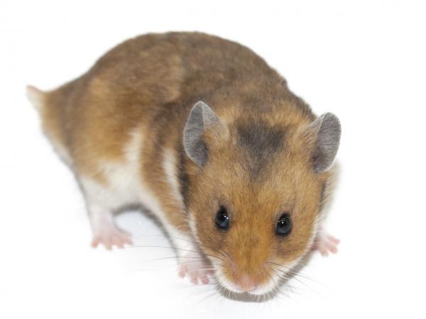 ハムスター野生色