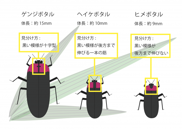 ホタルの見分け方