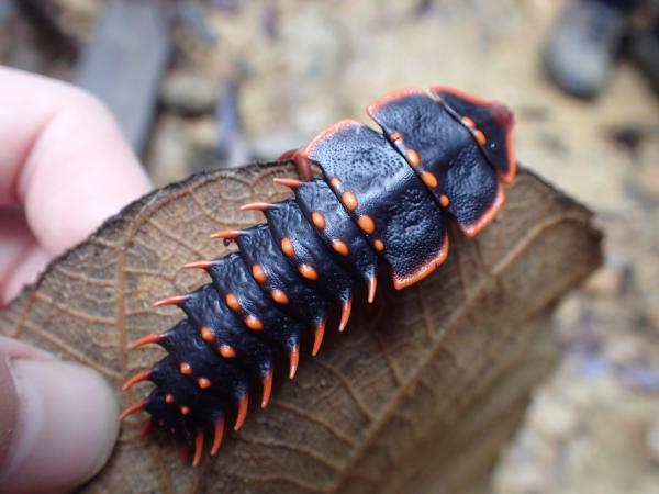 サンヨウベニボタル