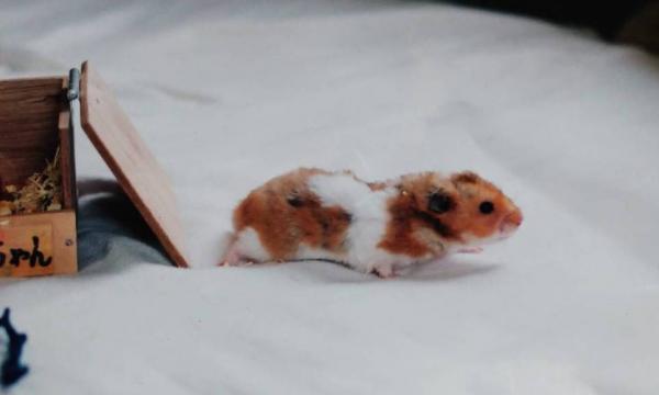 はっちゃん