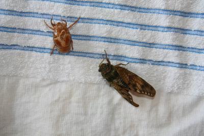 大人になったセミ