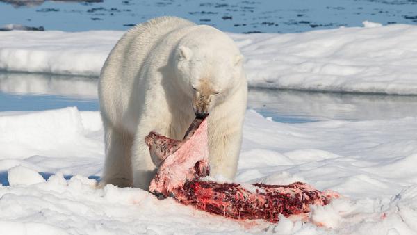 アザラシを食べるホッキョクグマ