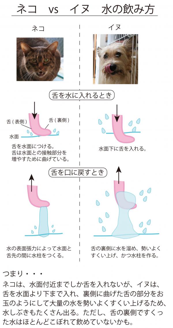 イヌ、ネコの水の飲み方