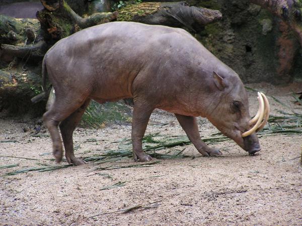 babirusa