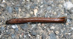 【ヒルの生息地】　ヒルってどこにいるの？　