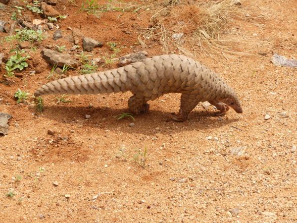 センザンコウ