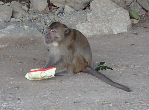人のお菓子を奪って食べるサル