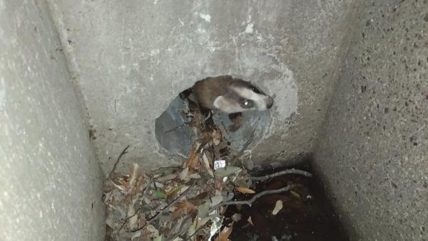 アナグマ