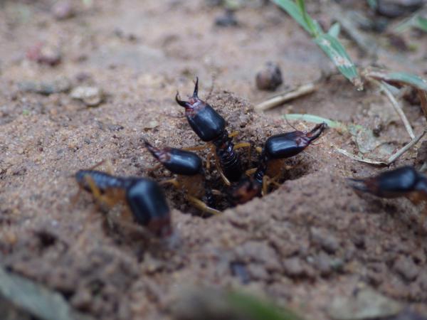 兵隊アリ