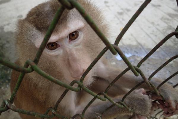 ブタオザル