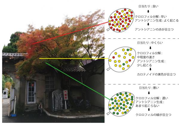 紅葉と日当たり