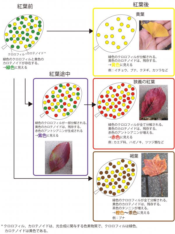 紅葉の色