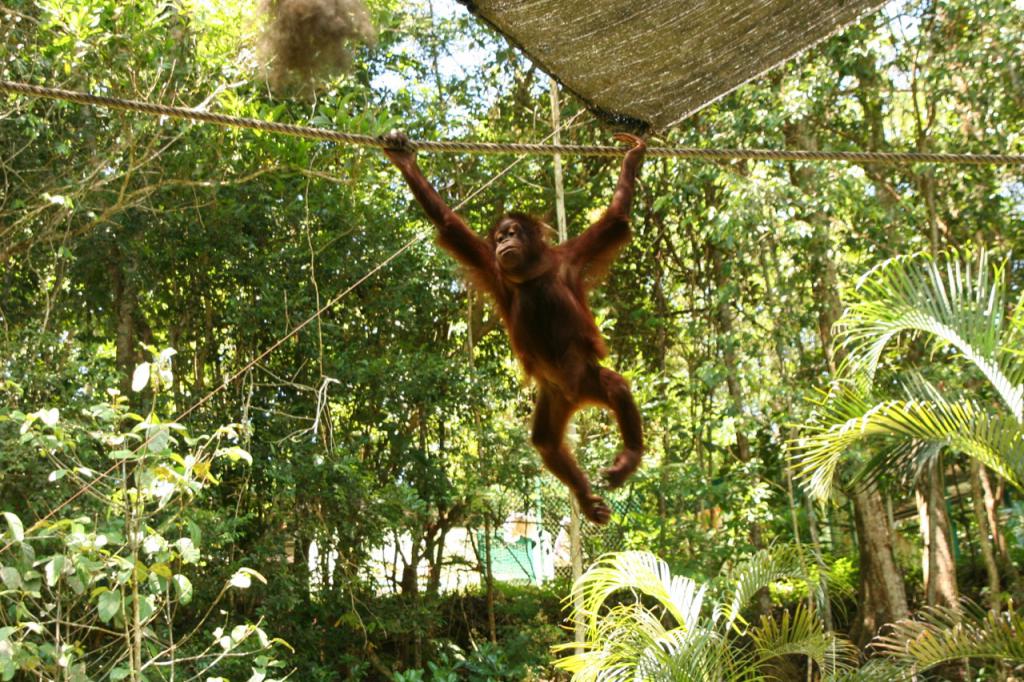 オランウータン