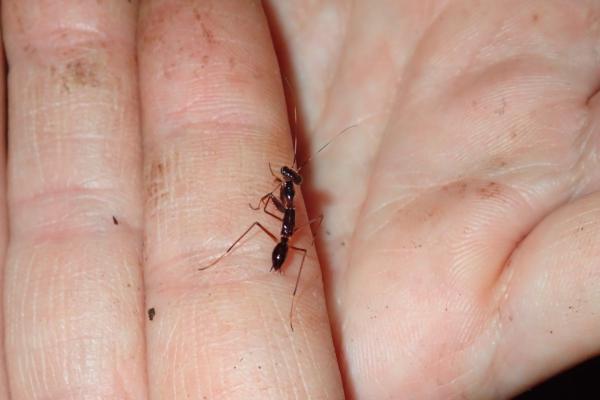 アリに擬態したカマキリ