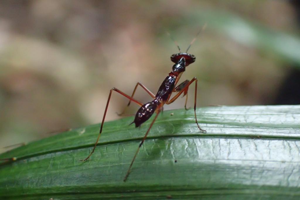 アリに擬態したカマキリ