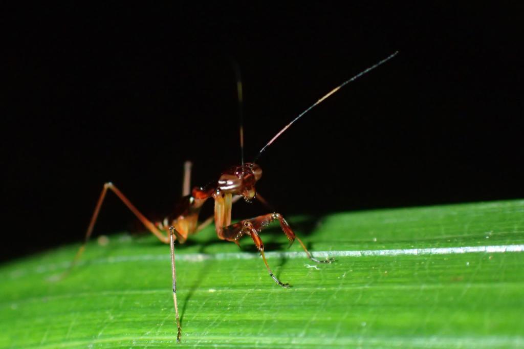 アリカマキリ