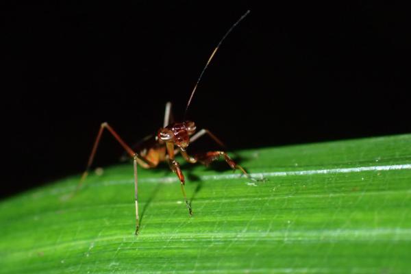 アリに擬態したカマキリ