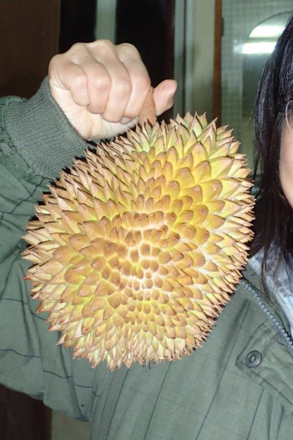 ドリアン
