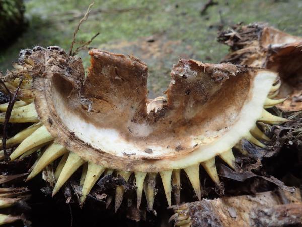 クマがドリアンを食べた後