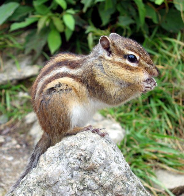 シベリアシマリス