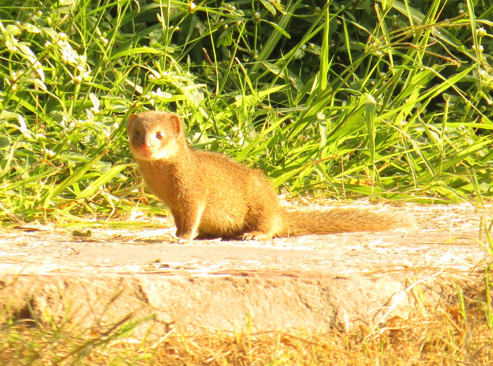 マングースの一種