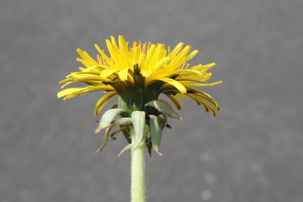 セイヨウタンポポ