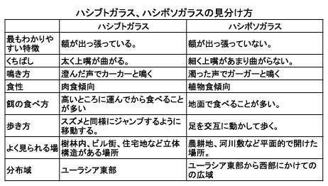 ハシブトガラスとハシボソガラスの違い