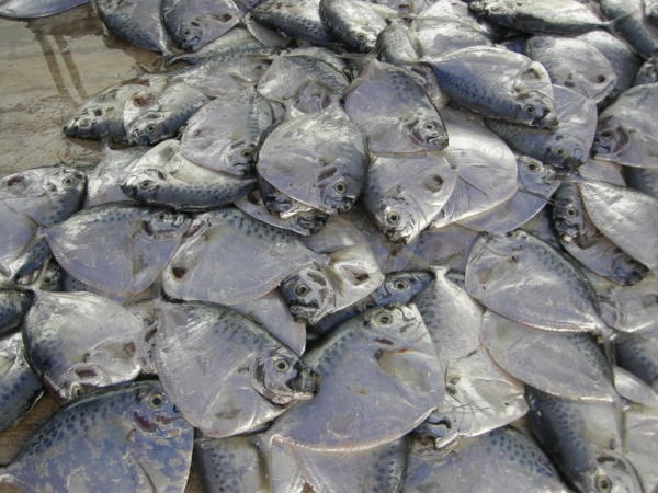 食用に売られる魚