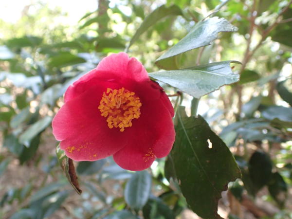 ヤブツバキの花