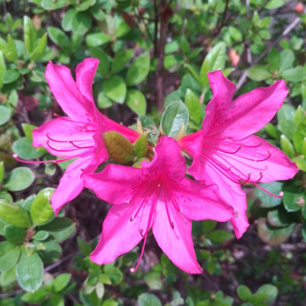 サツキの花
