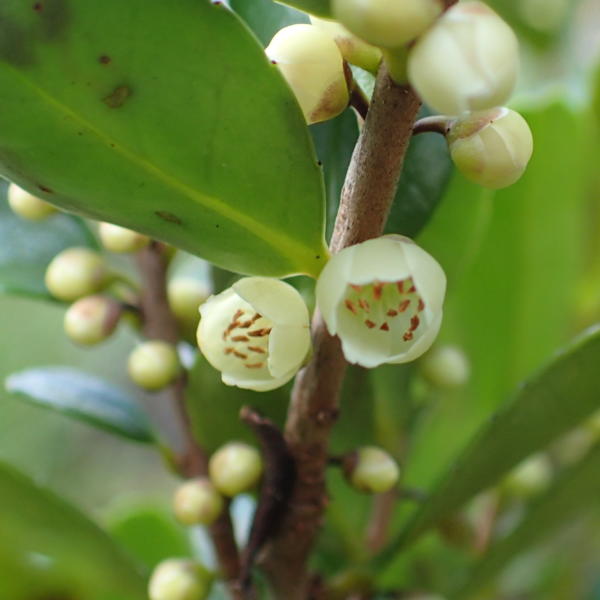 ハマヒサカキの雄花